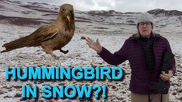 This Hummingbird Lives in Extreme Conditions