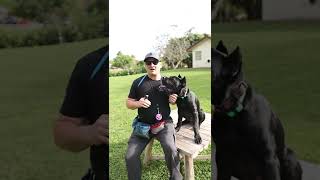 Dog Training Clicker Marker vs Verbal Marker