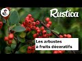 Les arbustes à fruits décoratifs