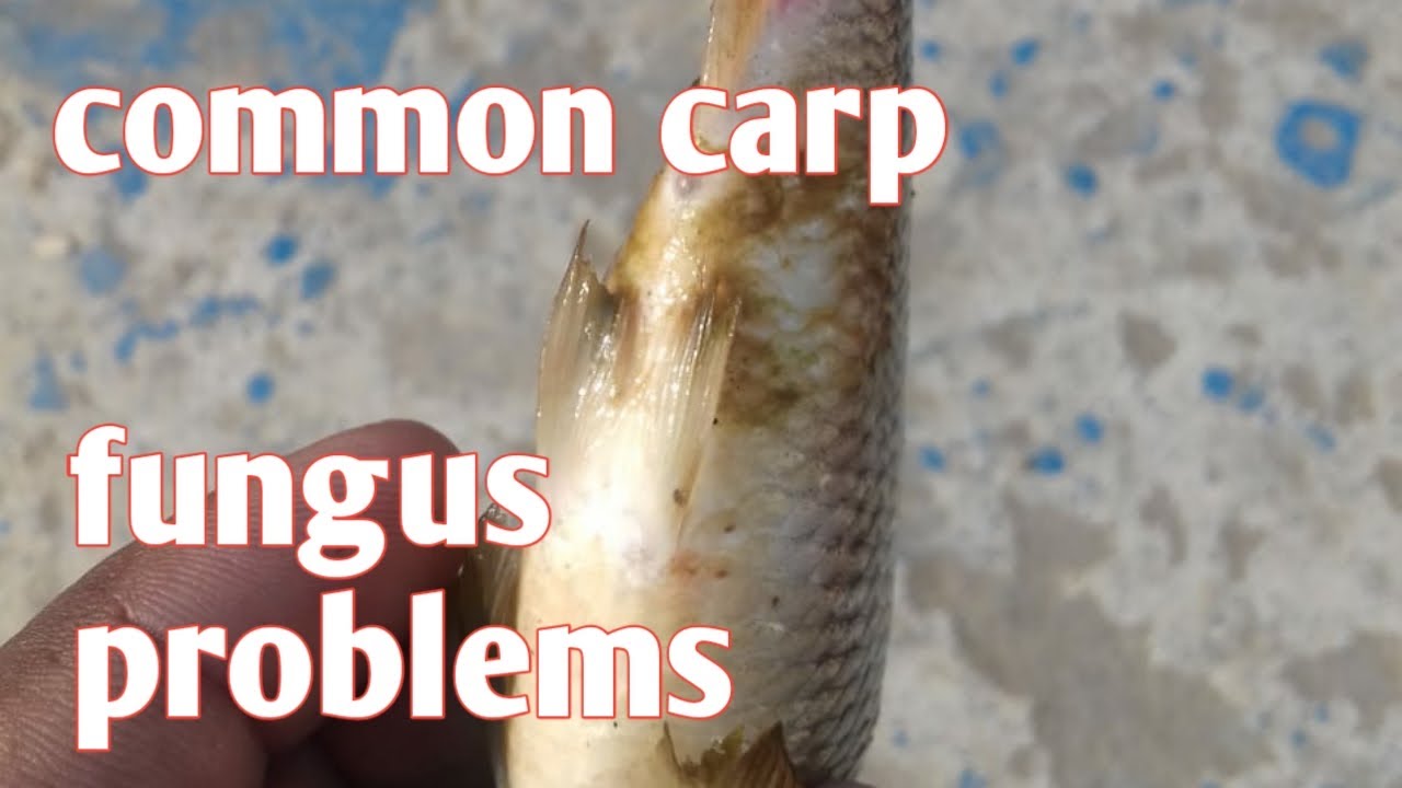 COMMON CARP FUNGUS PROBLEMS YouTube common-carp-fungus-problems-youtube