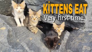 #kitten Kittens eating cat food very first time 4K 60fps #cat vlog 6