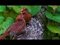 Mother Cardinal Teaching Cardinal Chick How to Open Seeds