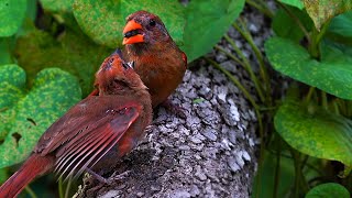 Mother Cardinal Teaching Cardinal Chick How to Open Seeds