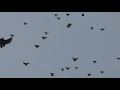 Полеты на Марганецком голубедроме 29 11 2020 г  ч2