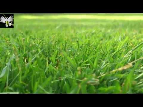 EL CÉSPED, Cuidados del cesped, mí diario de Jardín - YouTube