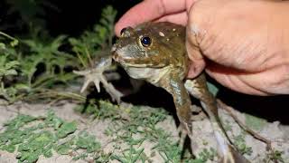 Frog catch fly | catch frogs walk for fun | frog cartoon funny 🐸🤏😂 by Animal Frog Survival 5,514 views 1 month ago 2 minutes