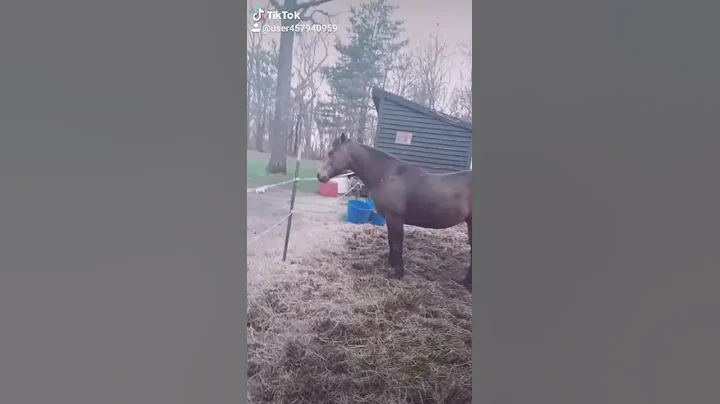 Tic tocs with horses