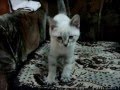 🐾 Котенок первый день в новом доме – котику 2 месяца