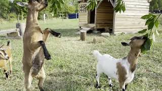 Feeding Dutch mini goats by Collie Rough, Dutch goat and rabbit 733 views 1 year ago 5 minutes, 38 seconds