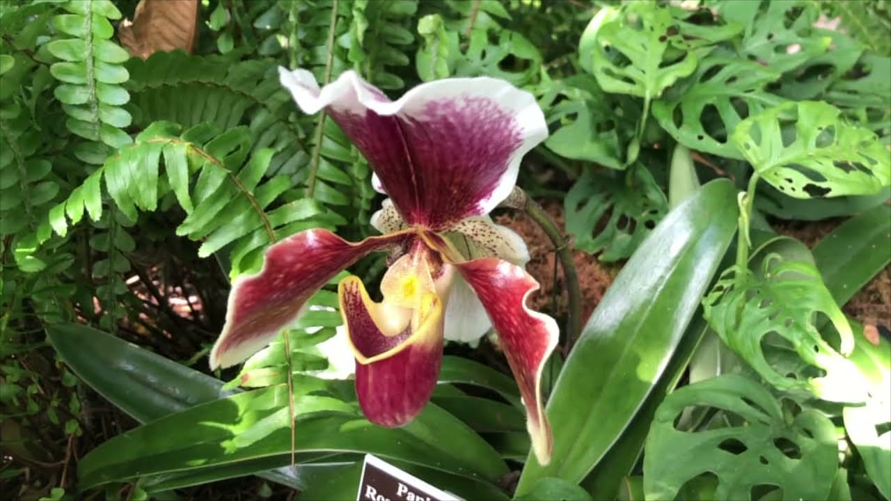 美國東部旅遊（五）紐約的初春 Early Spring at the New York Batanical Garden 天使在人間 | 第5期