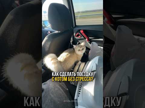 Как сделать поездки с вашим питомцем лёгкими и приятными без стресса?