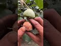 Walnuts Cutting Skills - Farm Fresh Ninja Fruit Cutting #shorts
