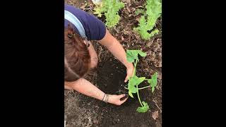 Planting Zucchini