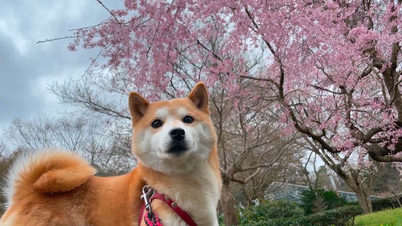 花見をする柴犬