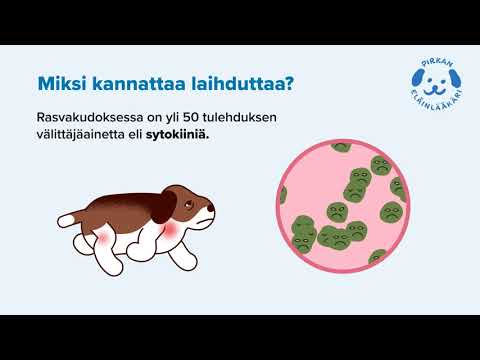 Video: Mikä On Eläinlääkäri?