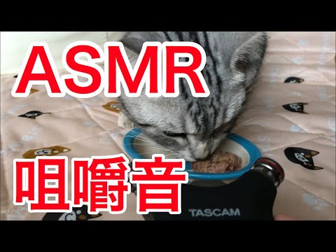 【ASMR猫】猫の咀嚼音（ペロペロ音）