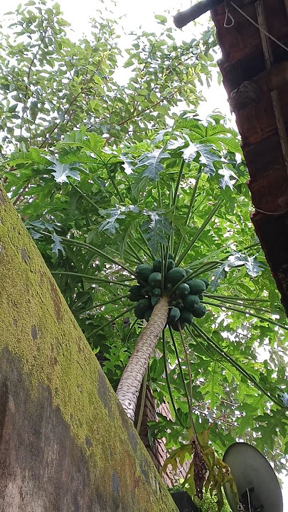 cloud and sunlight papaya #papaya #cloud #nature