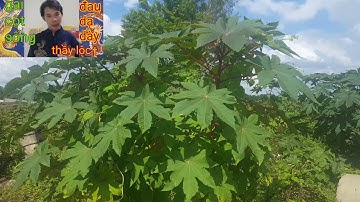 công dụng của cây thầu dầu - cây đu đủ dầu - cây đu đủ tím