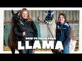 Llama training 101  halter training  healthcare