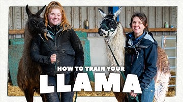 Llama Training 101 | Halter Training & Healthcare