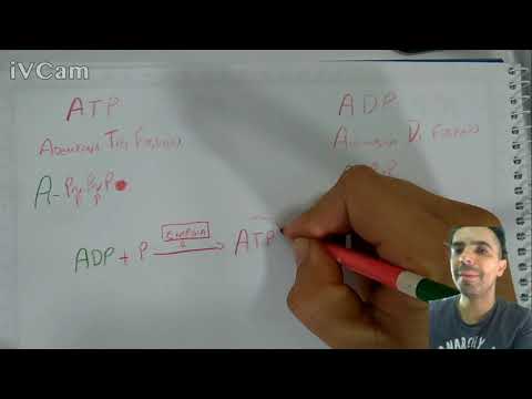 Vídeo: Diferença Entre ATP E ADP