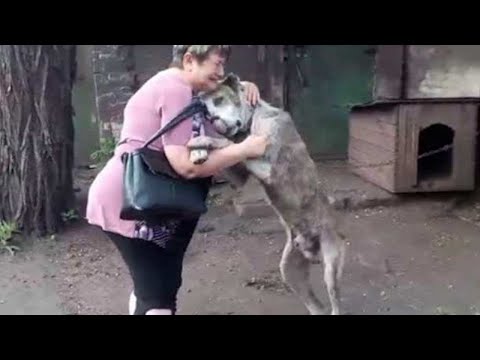 Video: Haustiere Verändern Den Charakter Des Besitzers