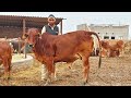 10 से 14 लीटर दूध वाली गाय और 35 गाभिन बछडीयां बिकाऊ। Desi breed cows and Pregnant heifers to Sale
