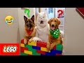 Cat & Dogs Jump Over Giant Lego Wall