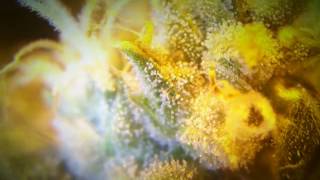 Jack-Herer (Auto-flower) day 75 from seeds