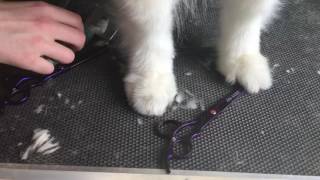 Samoyed Grooming: Foot Trimming