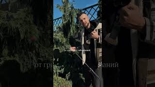 Как подготовить ваших хвойные к зиме