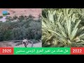 ازالن بين الامس القريب واليوم