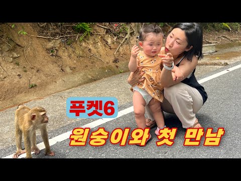 [🇹🇭푸켓 ep.6] 푸켓 고급 리조트 빌라 졸리투드 I 몽키힐뷰포인트 I 쓰리몽키즈 레스토랑