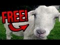 GET A GOAT FOR FREE! (BroKen #7)