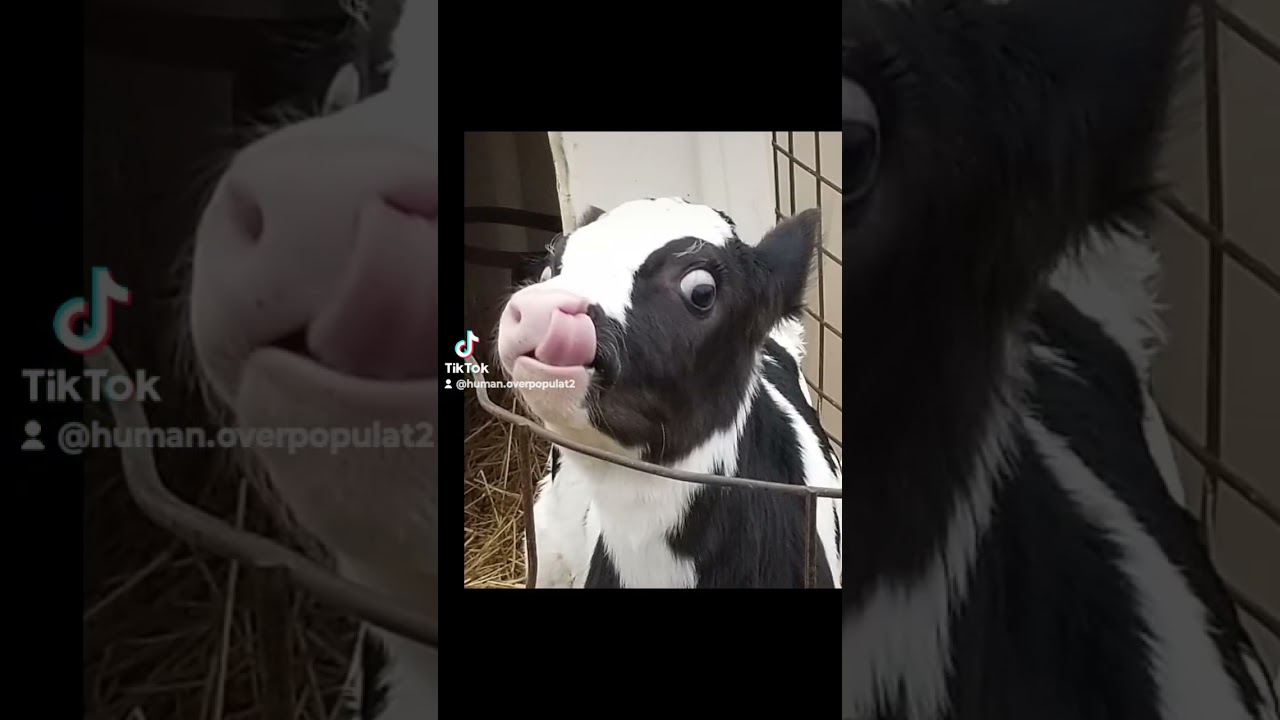KIDNAPPED Babies, Raped, KILLED & Repeat! Dairy Cow Milk Industry VEGAN Cheese Nice Cream