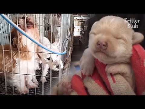 Video: Fotografer Menangkap Anak Anjing yang Baru Lahir dalam 3 Minggu Pertama Kehidupan mereka