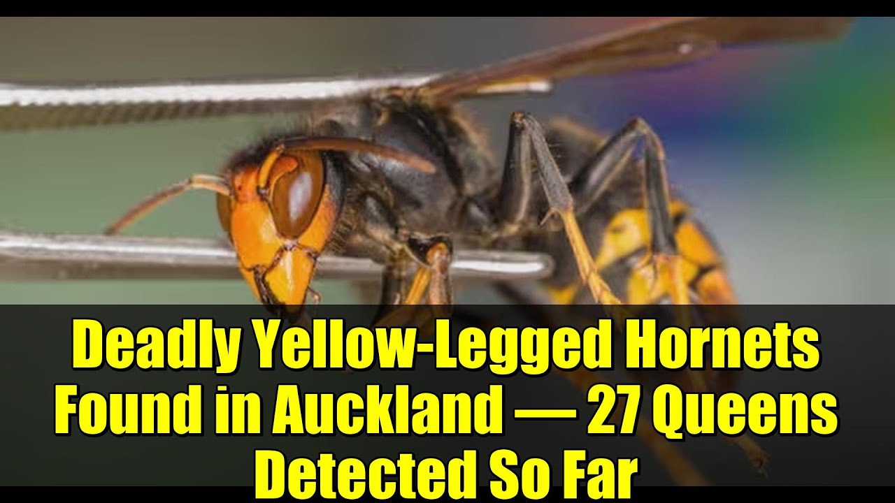 Deadly Yellow-Legged Hornets Found in Auckland – 27 Queens Detected So Far