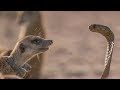 Meerkat family surrounds cobra what happens next  bbc earth