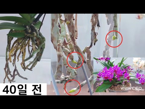 Vídeo: Orchid Winter Care: com fer créixer una planta d'orquídies a l'hivern