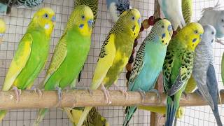 12 hour Nature's Happiest Budgies 🐦💚 | Relaxing Bird Songs