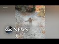 Cougar stalks hiker for 6 minutes