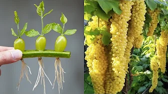 Creative And Effective Grape Growing Secrets