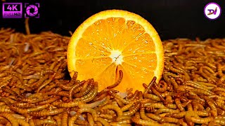 Orange Vs Mealworms4K12000Mealworms Eating Orange Worm Time Lapse