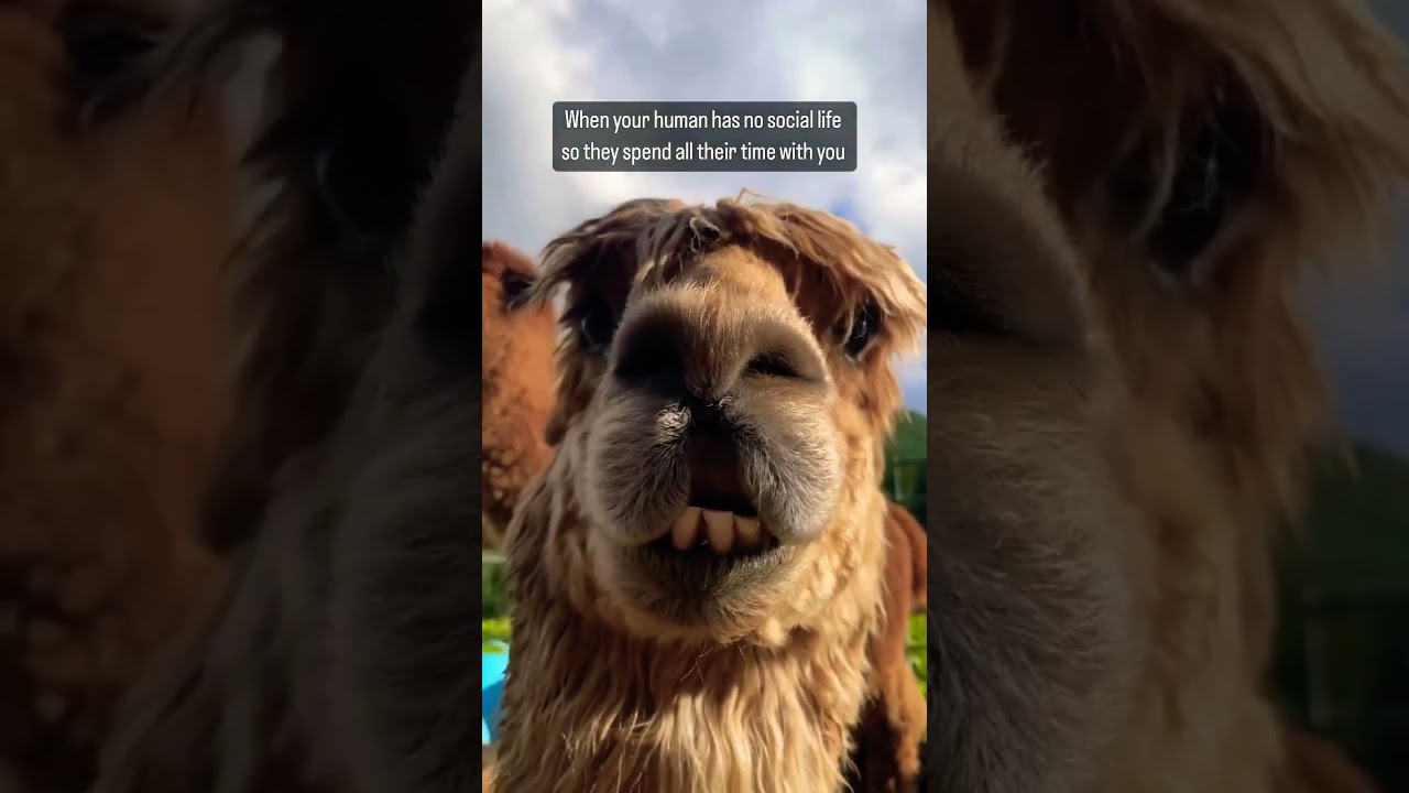 Alpacas love their humans 🦙 