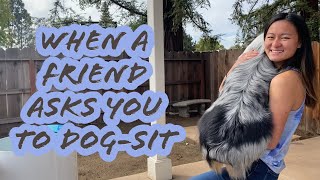 When you ask a friend to dog-sit||VIRAL VIDEO by Raising Up Aussies 266 views 3 years ago 6 minutes, 11 seconds