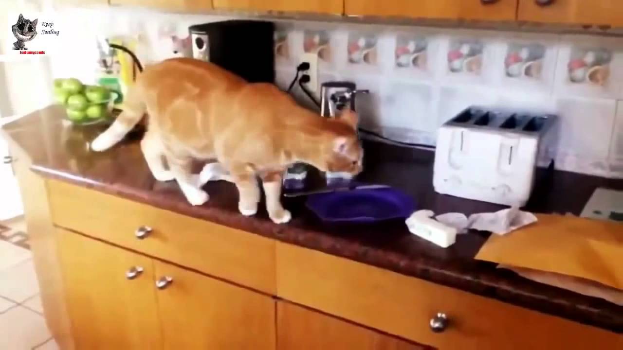 Смешное видео с кошками!