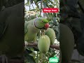 Parrot Loves 🦜 #Mango #Pets #Birds #Nature #BestVibes