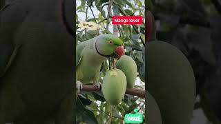 Parrot Loves 🦜 #Mango #Pets #Birds #Nature #BestVibes