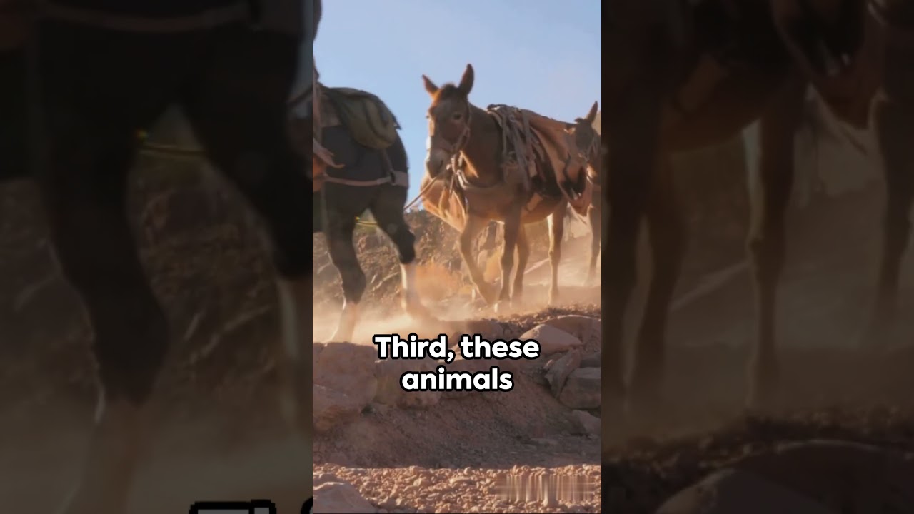 Facts about Mules that you should know about.