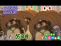 【あつ森】一から始める無人島生活！【65日目】